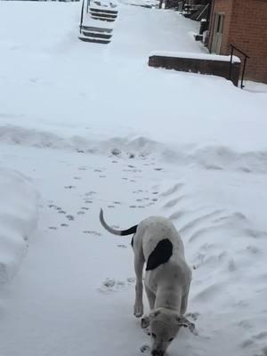 He loved the snow 🤍❄️☃️🌨️ #pitbullsoftiktok #pitbull #puppy #pitbulllovers 