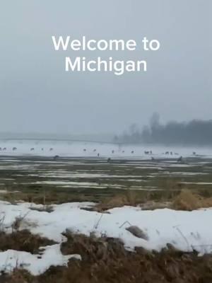 Welcome to Michigan, can you help us count the deer?  🦌  #michiganders #onlyinmichigan #travelmichigan #deer #deerseason 