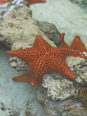 Hands-on fun awaits at The Sanctuary! Explore the wonders of the ocean at our Touch Tank, link in bio. #BahaMar 