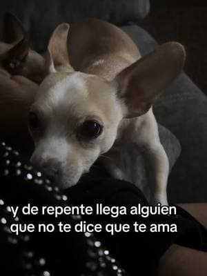 #chihua #chihuahuastiktok #miradas @maryinsurance 