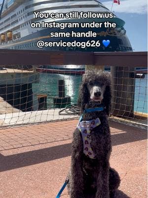 Give us a follow on our instagram account @servicedog626! We share all of our adventures there as well! #sportdog #servicedog #disneycruise #servucedogcruise #servicedogtravel #travel #gundog #huntingdog #gundogscurry #labradorretriever #lab #workingdog #DogTraining 