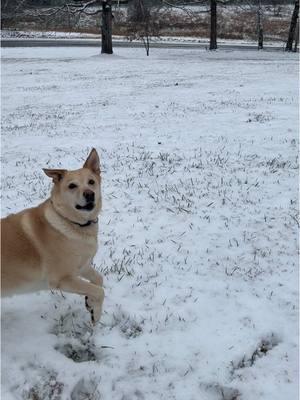 🖤❄️🖤❄️🖤 #thor #mybuddy #mybestfriend #unconditinallove #godknewineededhim 