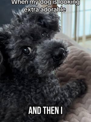 Immediately no 😂#simonthetoypoodle #toypoodle #cutedogs #dogsoftiktok #dogvideos #cutedogsoftiktok #dogtok #PetsOfTikTok #dogs #pets #dogmom #fyp #fy #doglover 