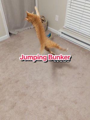 Please check out the link in my bio to vote for Bunker for America's Favorite Pet! #cats #orangekitten 