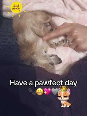 #goodmorning #pawfect #sleepydog #ticklishdog #ticklish #dogs #dogtok #dogsoftiktok #cutedogs #tinydogs #fypp #fyp #teacupdogs #positivity #teacupdog #funnydogs #chihuahuas #chihuahua #chihuahuatok #pawriodt #sleepingdog #nappingdogs 