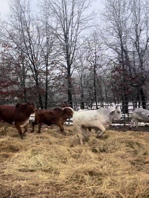 I hate, but they seem to love it! 🤦🏻‍♀️🤣  Take me somewhere sunny and 75 pretty, PRETTY - P-R-E-T-T-Y- PLEASE!!!  Thankfully, most of this will Hopefully melt today!  We have a lot of packing to do today for OKC this week! We have some excited stiff planned so be sure and stop by Cattlemen’s Congress to see us again this year!! ❤️❤️  #TheV6Ranch #TheV6RanchFam #fyp #brahman #brahmancattle #brahmanbaria #fypシ゚viral #fyppppppppppppppppppppppp #V6Brahmans #livestock #farm #farming #cattleshow #texas #winter #cows #cutecows #cowsoftiktok #cowsontiktok 