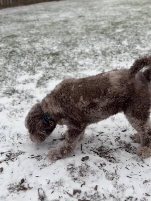 IZ SO HAPPY #snowdogsvlogs #snowdog #doodlesoftiktok #funnydoggys #cutedogsoftiktok 