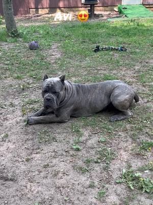 I’m missing those warm summer days right now- Michigan is a frozen tundra! #italianmastiffcanecorso #canecorso #karmascorsocrew #akc #iccf #ethicalbreeder #memories #bigdog 