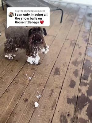 Replying to @cbm1225 it was terrible 🤣🥰 but they loved it! #snowday #snowdog #snow #farmhouseschnauzers #dogcleaning #farmhouseschnauzers #schnauzermini #dogsoftiktok #PetsOfTikTok 