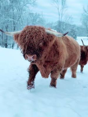 Walter #millcreekfarmstn #cookevilletennessee #tennessee #foryoupage #fyp #highlandcattle #cowsoftiktok #cow #highlandcow #bull 