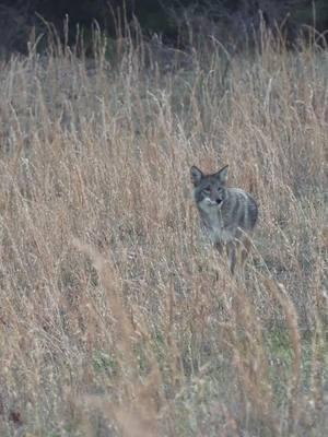 Daytime coyote triple. They can’t resist! #foxpro #coyote #hunting #coyotehunting #weliveforthis  Alt Description: Three coyotes run to tye FOXPRO X24. 