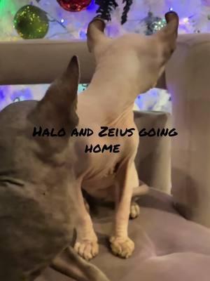 We’re going home #happynewyear2025 #sphynxcats20 #Lemon8 #sphynxofcalifornia #sphynxcatsofinstagram 