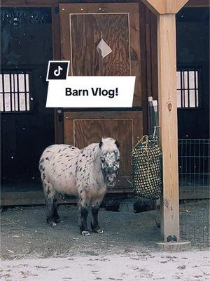 Barn Vlog! Sad to say goodbye to you all! #barnvlog #Vlog #minihorse #miniaturehorse #horsetok #pets #animals #farmlife #farmanimals #farm #morningroutine #maxwellfarms #Vlog #goodbye #tiktok #ban #tiktokban #morning #feedhorses #horsegirl 