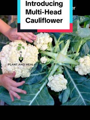 Here's a creative, encouraging, and short TikTok post for your video: "🥬 Gardeners, get ready to level up! 🚀 Multi-Head F1 Cauliflower seeds are here to blow your mind! 🤯 One plant, multiple harvests - it's like magic in your garden! ✨ Perfect for small spaces and big dreams! 🌱🏡 Ready in just 70 days - who's excited to try? 🙋‍♀️🙋‍♂️ Let's revolutionize our veggie patches together! 💪 #PlantAndHealCo #PlantAndHeal #growfood #Blackfarmers #organicgardenersoftiktok #GardeningHack #GrowLikeAPro