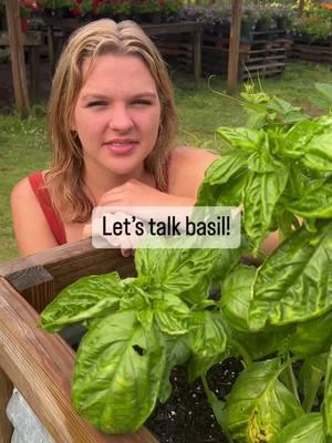 #basil #gardentok #garden #gardening #herbs #gardening101 #gardeninghacks #gardeningtips #gardeninghacks 