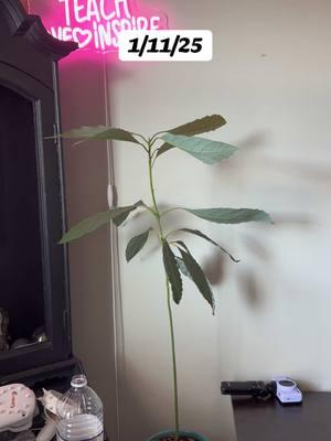 The growth of my avocado tree so far💚 #avocado #seed #gardening #healthy #fyp #fitmomsblog #PlantTok #gardentok #growingfood #avocadotree 