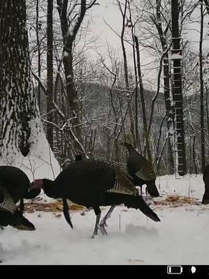 #gobblers #turkey #snow #ky #wildlife #strutter 