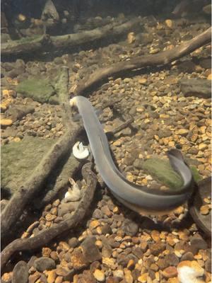 EEL PIT EEL PIT EEL PIT Winter #3 everyone seems to be enjoying themselves. #eelpit 