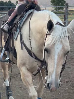 Enjoying grandkids! #therealmagicmike #cowhorse #horses #horse #trainingcolts #bridlehorse #apha #coltstarter #startingcolts #traininghorses #reincowhorse #enjoylife #lovewhatyoudo #bestoflife #palaminopaint #palamino @Jaysen 