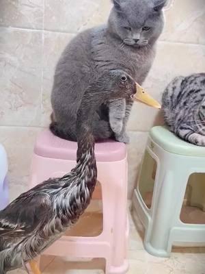 #catsoftiktok #ducksoftiktok🦆 #petlover #duck #Love #cutecat #pet #pets #PetsOfTikTok #foryoupage #foryou #fy #fypシ゚viral #cat