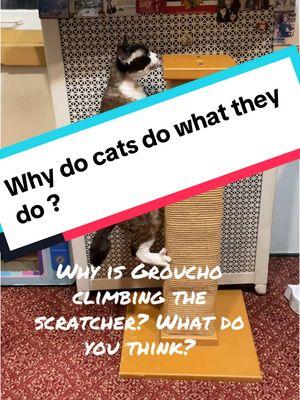 Any ideas on why Groucho decides to this? #groucho #devonrex #catsoftiktok #catbehavior #scratchingpost #stevedale #stevedalepettips 