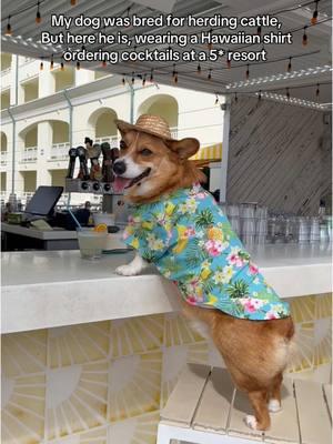 Would you join him for a drink? #dogsoftiktok #dogfriendly #dogtravel #corgi #corgisoftiktok #funnyvideos #funnydogsoftiktok #resort #miami #florida 