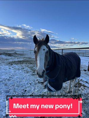 Meet my new pony Pippi Longstockings aka Pippi. She is a 20 year old strawberry roan mare who stands about 13.3 hands tall (I need to measure her). I'm thrilled to have her as part of the RTL eventing family. I want to start teaching some beginner/kids lessons and I think Pippu will be the perfect girl for the job! Thanks @Reese_eq! for trusting me with your special pony ❤️ #RTLEventing #eventinglife #lessonpony #pippilongstockings🦄 