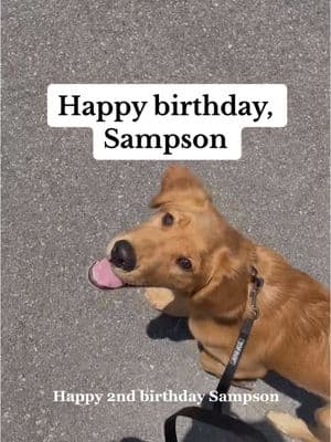 BIRTHDAY BOY IS 2!!!!! #sampsonthegoldenretriever #dogbirthday #goldenretriever #aleshaandsampson #goldenretrieverlife #goldenretrieverpuppy #goldenretrievers #goldenretrieversoftiktok 