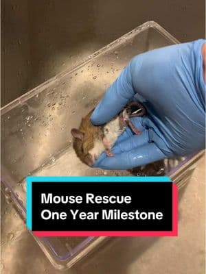 #onthisday One year ago this video went viral with 34M views and changed my social media career forever! Thank you all for the support and remembering all creatures matter. #fyp #foryou #mouse #mouserescue #wildliferescue #deermice #mousetok 