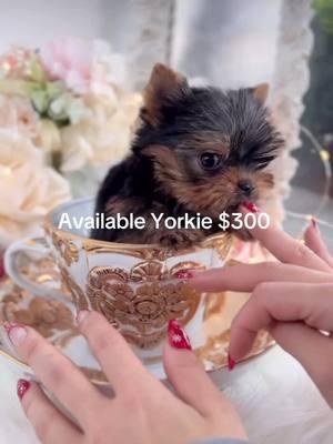 #yorkie #yorkiesofinstagram #yorkshireterrier #dogsofinstagram #dog #yorkielove #yorkielife #yorkshire #dogs #yorkiegram #puppy #yorkies #puppylove #doglover #yorkielovers #dogstagram #yorkiepuppy #doglife #dogoftheday #puppiesofinstagram #doglovers #instadog #Love #cute #puppies #maltese #cutedogs #terrier #petsofinstagram #pet #pomeranian #pets #chihuahua #yorkiefamous #poodle #yorkiesofficial #yorkiesofig #yorkieoftheday #cutedog #yorkshireterriersofinstagram #yorkienation #yorkiemom #yorkielover #shihtzu #yorkiepoo #furbaby #dogsofinsta #dogslife #yorkieboy #instayorkie #doggrooming #puppylife #yorkiepuppies #yorkiegirl #yorkshireterriers #morkie #dogmom #ilovemydog #york #teacupyorkie