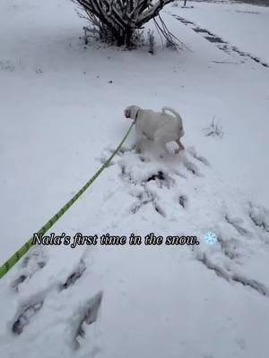 My sweet girls first time seeing snow. At first she wasn’t sure about it but then she loved it. ❄️💕#greenscreenvideo #furmom #furmomlife #furmommy #dogsofttiktok #dogmomlife #snow #coldweather #englishpointersoftiktok #englishpointer #fyp #foryou #foryourpage #zyxcba #fypシ゚viral #virall #fyppp #myfurbaby #Tennessee #firsttimeinthesnow #haveagooddayeveryone♡ 