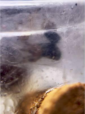 Caught Oscar’s molt on video. You can see him working his legs out. He’s officially molted and now a sweet i6 juvenile #jumpingspider. #oscarthejumpingspider #jumpingspidermolt #molting #phiddipusregius #spidertok 