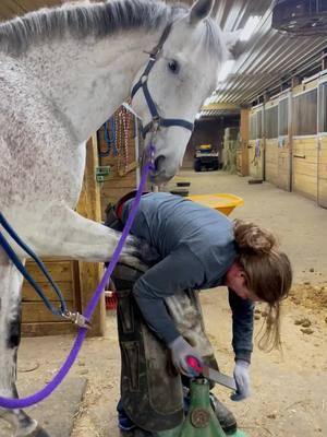 #animalwelfare #asmr #satisfying #farrier #farriersoftiktok #horse #horseshoe #hoof #care 