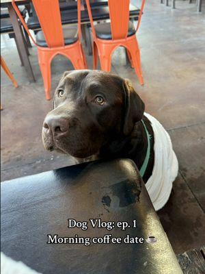 Dog Vlog! Love our morning coffee dates together  🥲 #PetsOfTikTok #labpuppy #labradorretriever #fyp #viral #chocolatelab #1min #longervideos #puppylove #creatorsearchinsights #coffeemorning #coffeedate #Vlog #dogvlog 