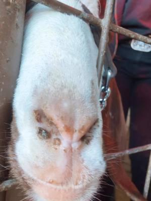 Meet my grandson … nothing but GOATS round here 🤪🐐😂 #barn #barnlife #goat #IAMLOPEZ #TEXAS #LAMALA 