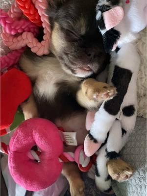 Meet our newest family member Adele #dog #dogsofinstagram #fluffyfrenchie #fluffy #puppyfrenchie #puppylove #valentinespuppy #fluffyfrenchbulldog #bulldog #dogsoftiktok 