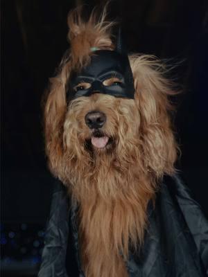 The Bark Knight: Batdog Begins Floof Wayne, Pawtham City’s Billionaire Dog Philanthropist, who lost his handler at a young age, vows to protect the city’s canine citizens from the evil that lies beneath. Pawtham is safe, for now… #batdog #batman #goldendoodle 