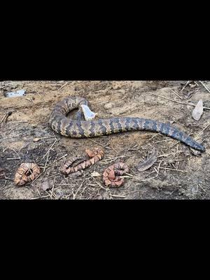 Check out these critters I found! 🐍🐊🐢 #snake #tortoise #alligator #cottonmouth #bigsnake #snakesoftiktok #venomous #reptile #nature #fyp #herping #wildlife #viral #critter 