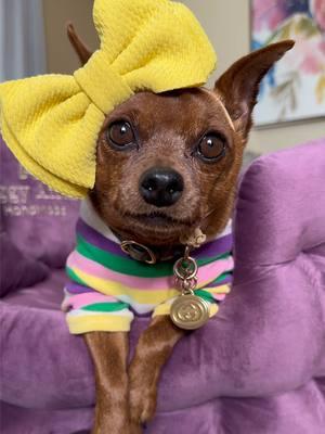 💜Absolute pawfection!!💜 Piper is loving her beautiful new handmade, luxury pet bed, from @doggyaffairs_bed. It’s super plush, soft and looks so classy in our living room. I can’t wait to share more soon with you guys, so keep an eye out. For more info or to get one for your 🐶 just go here  (🔗 amzn.openinapp.co/jsas5) or click the linktree link in my bio marked Doggy Affairs Luxury Beds!!  #minpin #minpinstagram #pawfection #minpinsofig #miniaturepinscher #doghumor #dogcomedy #fashionista #dogfashion #dogbed #luxurydogbed #petbed #perfectpup #baltimoreblogger #dogsofbaltimore #dmvdogs #dmvblogger