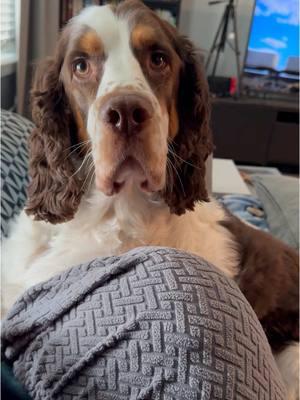 There’s an extra prance in his step today. 🐾 #Leroy #Englishspringerspaniel #springerspaniel #paws #dogboots #snow #puppy #solosohi