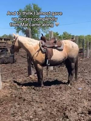 Mal is the best 🩶 #CapCut #bestfriend #fyp #forever #cowboy #punchy #cowgirl #barrelracing #rodeo #21horsesales #lplookinmightyfine #palominoroan #palomino #cowhorse #minneosta 