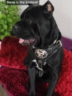 Visting Nana is one of Khan's favorite things and this is one of my favorite videos. So, it deserves a repost. 😉 #sweetmemories #canecorso #dogmom #dogtok #mastiff #bigdog #nana