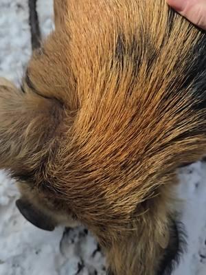 We raise these pigs on our homestead to provide food for our family. Even though we raise them for food, it still can be hard when it comes down to butcher days. #homestead #kunekunepigs #kunekune #pigsoftiktok #farmlife #reallife #sadday #