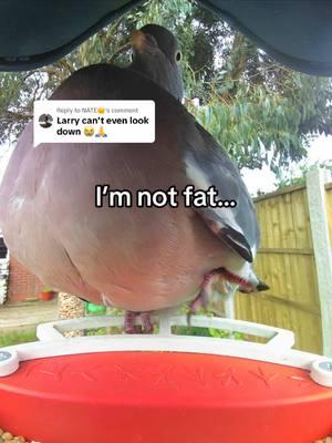 Replying to @NATE🫠 leave Larry alone 👹😤 #funnyanimals #birdbuddy #evillarry #scarieststories 