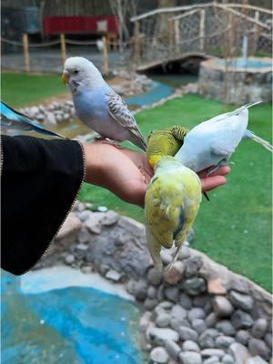 Historic Ossia Farm | Madinah An oasis home to more than 400 birds. This sanctuary offers a unique experience where you can immerse yourself in the sights and sounds of nature. #madinah #ossiafarm #madinahalmunawaroh 