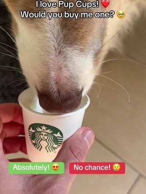 Would you? 😍 . . . #pupcups #starbucks #pupcup #pupcupstarbucks #wouldyou #buy #dogseating #yummy #yum #duncantheborder 