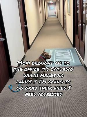 I need my ladies #foryourpage #dogsoftiktok #fypシ #dogs #dogmom #PetsOfTikTok #atlas #funnyanimals #fyp #ladiesman #officelife #officehumor #officepup #saturday #nowork #mad #foryoupage #