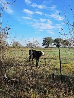 Cow asked what we were listening to. Told her it's @Jasmine Alvarado I think she likes it! #jasminealvarado #naturetiktok #skywatcher #skywatchers #realityshifting #timelinejump #connected #questioneverything #truthbetold #awakeningsouls #shortawakening #awakening #collective 