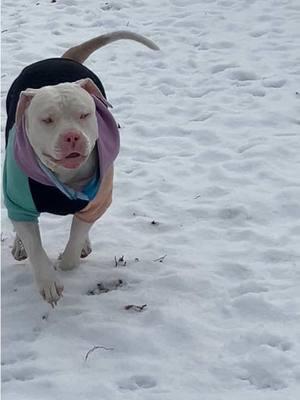 Fetty loves a good snow day! #fyp #dogsoftiktok #blinddog #deafdog #adoptdontshop 