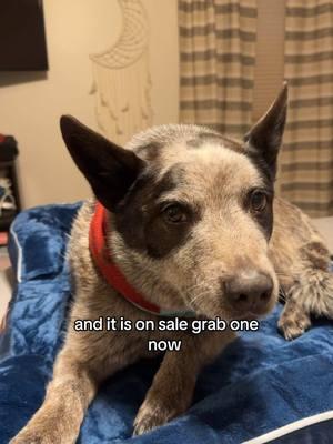 No floor for this spoiled pooch #dogbed #doginbed #dogsofttiktok #heelertok #cattledog #dogtok #heelersoftiktok #heelers #familydog 